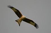 red kite09